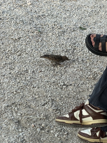 European Starling