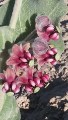 Asclepias californica californica