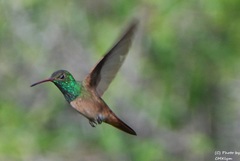 Amazilia yucatanensis