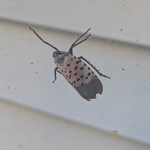 Spotted Lanternfly