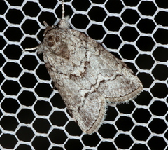 Nycteola polycyma