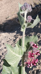 Asclepias californica californica