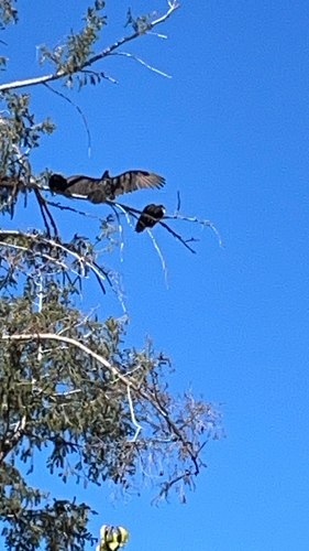 Turkey Vulture