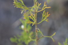 Cyanothamnus bipinnatus