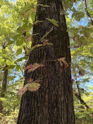 Virginia creeper