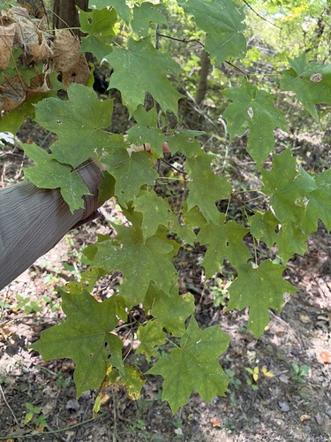 sugar maple