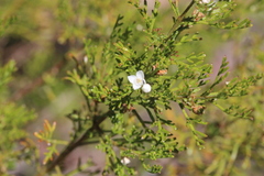 Cyanothamnus bipinnatus