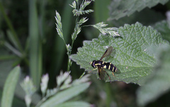 Xanthogramma pedissequum