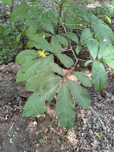 common pawpaw