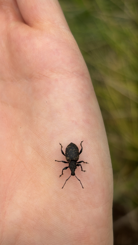 Black Vine Weevil