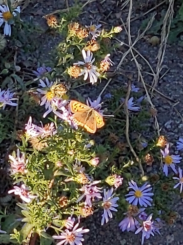 Small Copper