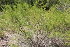 Cyanothamnus bipinnatus