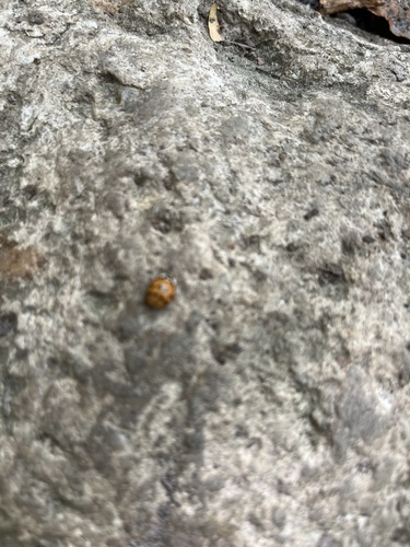 Asian Lady Beetle