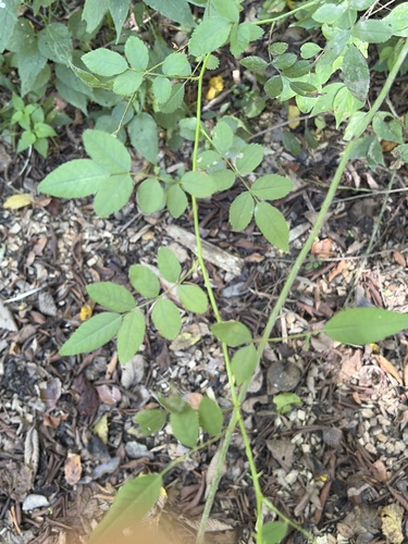 multiflora rose