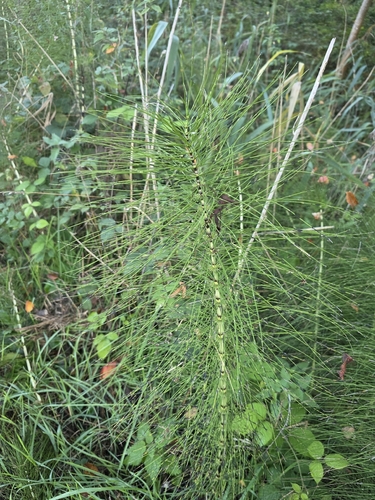 great horsetail