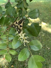 Polythysana rubrescens