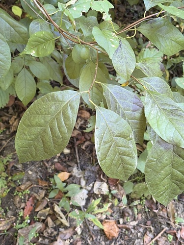 northern spicebush