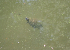 Trachemys venusta venusta