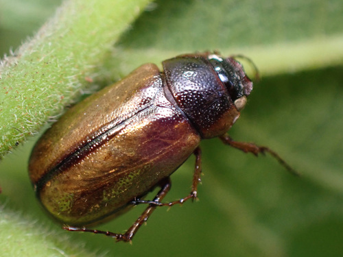 Cuban May Beetle