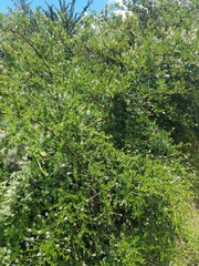 Ceanothus thyrsiflorus thyrsiflorus