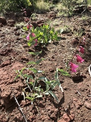 Penstemon clutei