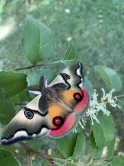 Polythysana rubrescens