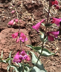 Penstemon clutei