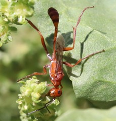 Ammophila wrightii