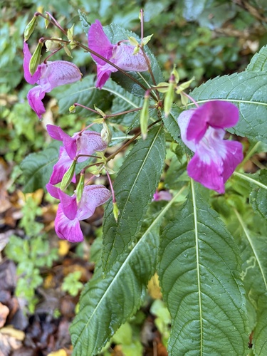 Himalayan balsam