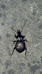 Sphaeroderus stenostomus lecontei