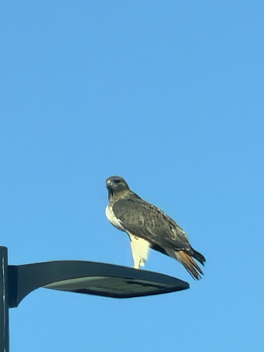 Red-tailed Hawk