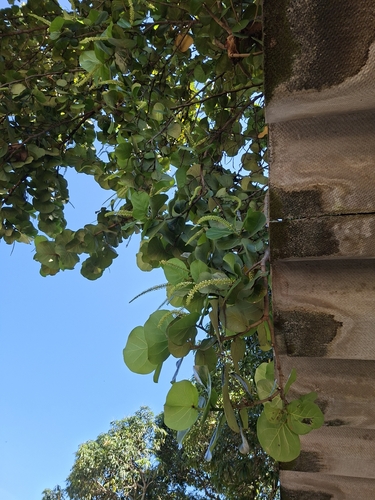 sea grape