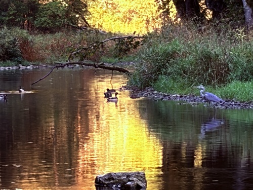 Grey Heron