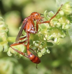 Ammophila wrightii