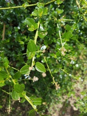 Ceanothus thyrsiflorus thyrsiflorus