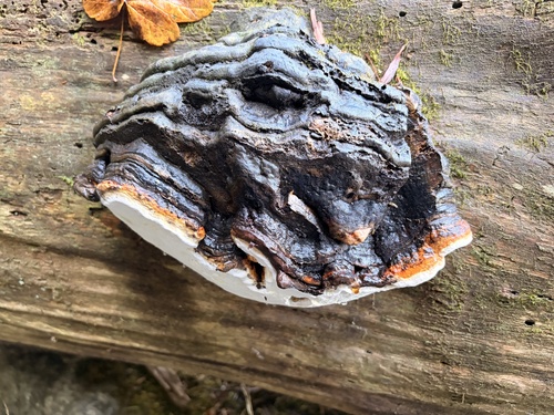 Red-banded Polypore