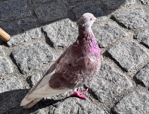Feral Pigeon