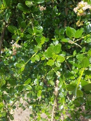 Ceanothus thyrsiflorus thyrsiflorus