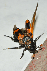 Nicrophorus mexicanus