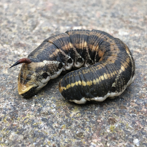 Convolvulus Hawkmoth