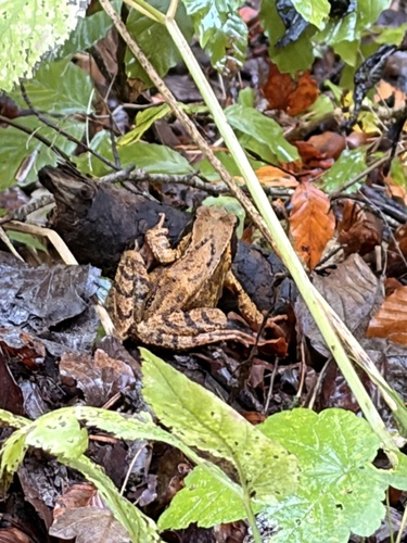 European Common Frog