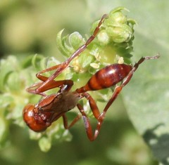 Ammophila wrightii