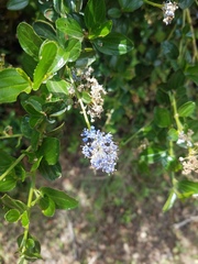 Ceanothus thyrsiflorus thyrsiflorus