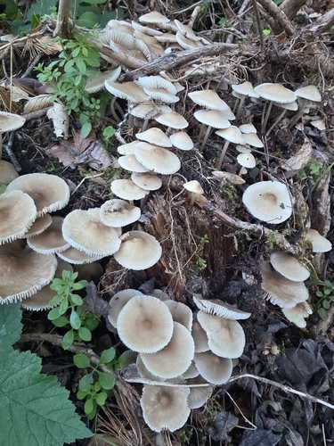 common bonnet