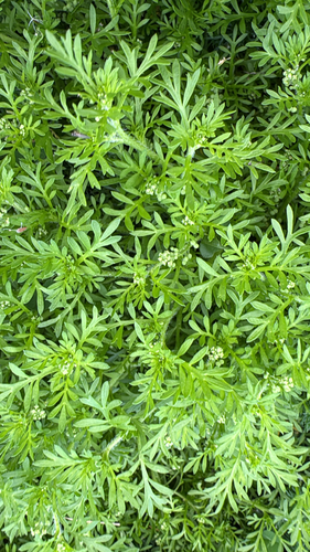 Lesser swine-cress