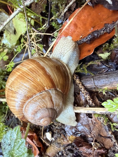 Roman Snail