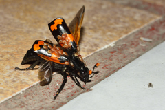 Nicrophorus mexicanus