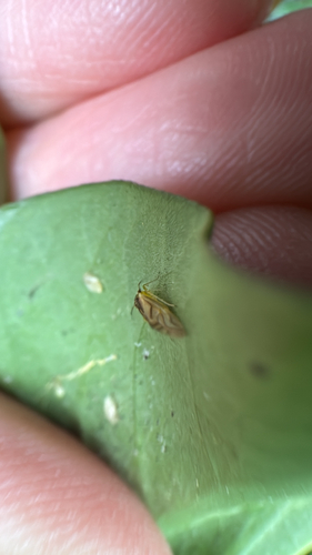 yellow barklouse