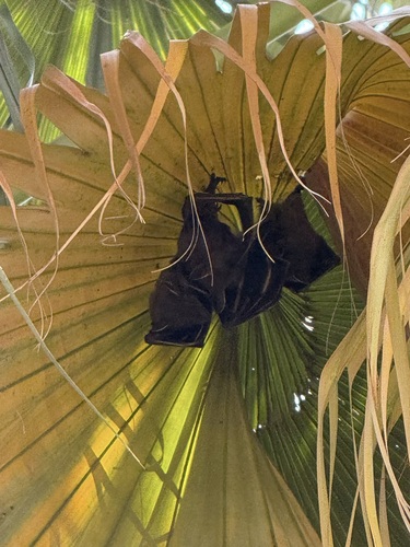 Cynopterus sphinx observed 2026-09-25