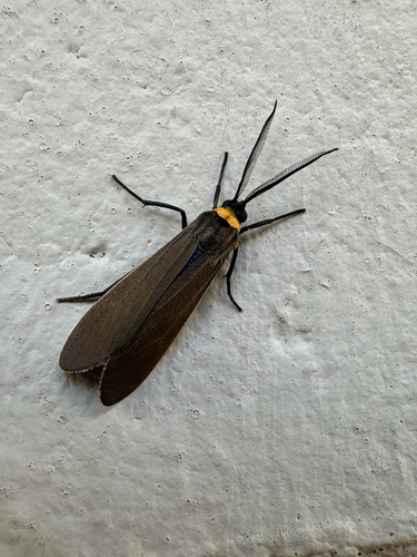 Yellow-collared Scape Moth